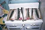 001fish55-1l.jpg