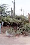 Cactus-2.jpg